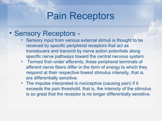 Pain Receptors
• Sensory Receptors -
• Sensory input from various external stimuli is thought to be
received by specific peripheral receptors that act as
transducers and transmit by nerve action potentials along
specific nerve pathways toward the central nervous system.
• Termed first–order afferents, these peripheral terminals of
afferent nerve fibers differ in the form of energy to which they
respond at their respective lowest stimulus intensity, that is,
are differentially sensitive.
• The impulse interpreted is nociceptive (causing pain) if it
exceeds the pain threshold, that is, the intensity of the stimulus
is so great that the receptor is no longer differentially sensitive.
 