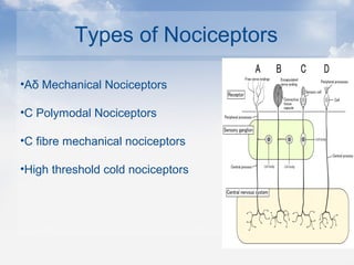 Types of Nociceptors
•Aδ Mechanical Nociceptors
•C Polymodal Nociceptors
•C fibre mechanical nociceptors
•High threshold cold nociceptors
 