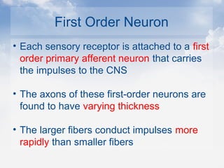 First Order Neuron
• Each sensory receptor is attached to a first
order primary afferent neuron that carries
the impulses to the CNS
• The axons of these first-order neurons are
found to have varying thickness
• The larger fibers conduct impulses more
rapidly than smaller fibers
 