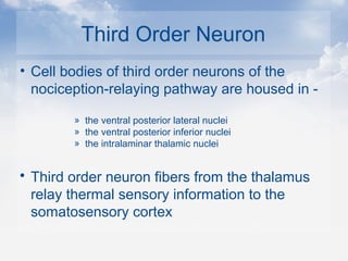 Third Order Neuron
• Cell bodies of third order neurons of the
nociception-relaying pathway are housed in -
» the ventral posterior lateral nuclei
» the ventral posterior inferior nuclei
» the intralaminar thalamic nuclei
 Third order neuron fibers from the thalamus
relay thermal sensory information to the
somatosensory cortex
 