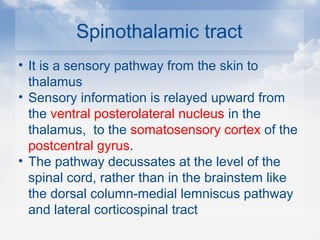 Spinothalamic tract
• It is a sensory pathway from the skin to
thalamus
• Sensory information is relayed upward from
the ventral posterolateral nucleus in the
thalamus, to the somatosensory cortex of the
postcentral gyrus.
• The pathway decussates at the level of the
spinal cord, rather than in the brainstem like
the dorsal column-medial lemniscus pathway
and lateral corticospinal tract
 