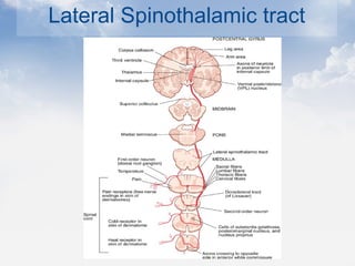 Lateral Spinothalamic tract
 