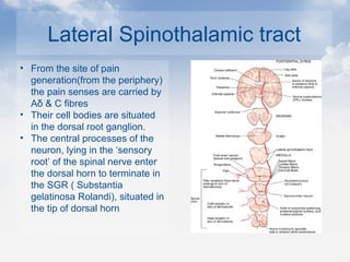 Lateral Spinothalamic tract
• From the site of pain
generation(from the periphery)
the pain senses are carried by
Aδ & C fibres
• Their cell bodies are situated
in the dorsal root ganglion.
• The central processes of the
neuron, lying in the ‘sensory
root’ of the spinal nerve enter
the dorsal horn to terminate in
the SGR ( Substantia
gelatinosa Rolandi), situated in
the tip of dorsal horn
 