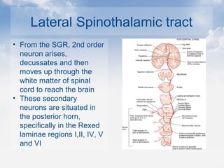 Lateral Spinothalamic tract
• From the SGR, 2nd order
neuron arises,
decussates and then
moves up through the
white matter of spinal
cord to reach the brain
• These secondary
neurons are situated in
the posterior horn,
specifically in the Rexed
laminae regions I,II, IV, V
and VI
 