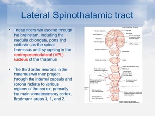 Lateral Spinothalamic tract
• These fibers will ascend through
the brainstem, including the
medulla oblongata, pons and
midbrain, as the spinal
lemniscus until synapsing in the
ventroposteriorlateral (VPL)
nucleus of the thalamus
• The third order neurons in the
thalamus will then project
through the internal capsule and
corona radiata to various
regions of the cortex, primarily
the main somatosensory cortex,
Brodmann areas 3, 1, and 2.
 