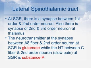 Lateral Spinothalamic tract
• At SGR, there is a synapse between 1st
order & 2nd order neuron. Also there is
synapse of 2nd & 3rd order neuron at
thalamus
• The neurotransmitter at the synapse
between Aδ fiber & 2nd order neuron at
SGR is glutamate while the NT between C
fiber & 2nd order neuron (slow pain) at
SGR is substance P
 