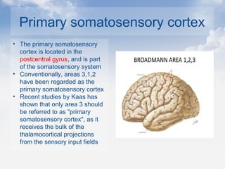 Primary somatosensory cortex
• The primary somatosensory
cortex is located in the
postcentral gyrus, and is part
of the somatosensory system
• Conventionally, areas 3,1,2
have been regarded as the
primary somatosensory cortex
• Recent studies by Kaas has
shown that only area 3 should
be referred to as "primary
somatosensory cortex", as it
receives the bulk of the
thalamocortical projections
from the sensory input fields
 