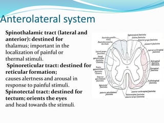 Anterolateral system
Spinothalamic tract (lateral and
anterior): destined for
thalamus; important in the
localization of painful or
thermal stimuli.
Spinoreticular tract: destined for
reticular formation;
causes alertness and arousal in
response to painful stimuli.
Spinotectal tract: destined for
tectum; orients the eyes
and head towards the stimuli.
 