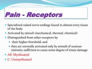 Pain - Receptors
 Specialized naked nerve endings found in almost every tissue
of the body.
 Activated by stimuli (mechanical, thermal, chemical)
 Distinguished from other receptors by
 their higher threshold, and
 they are normally activated only by stimuli of noxious
intensity-sufficient to cause some degree of tissue damage.
 Aδ: Myelinated
 C: Unmyelinated
 