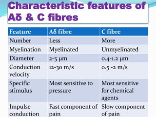 Characteristic features of
Aδ & C fibres
Feature Aδ fibre C fibre
Number Less More
Myelination Myelinated Unmyelinated
Diameter 2-5 µm 0.4-1.2 µm
Conduction
velocity
12-30 m/s 0.5 -2 m/s
Specific
stimulus
Most sensitive to
pressure
Most sensitive
for chemical
agents
Impulse
conduction
Fast component of
pain
Slow component
of pain
 