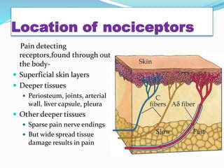 Location of nociceptors
Pain detecting
receptors,found through out
the body-
 Superficial skin layers
 Deeper tissues
 Periosteum, joints, arterial
wall, liver capsule, pleura
 Other deeper tissues
 Sparse pain nerve endings
 But wide spread tissue
damage results in pain
 