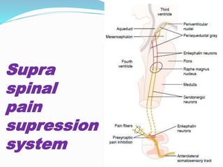 Supra
spinal
pain
supression
system
 