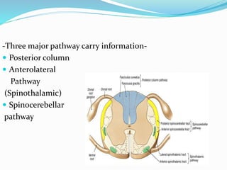 -Three major pathway carry information-
 Posterior column
 Anterolateral
Pathway
(Spinothalamic)
 Spinocerebellar
pathway
 