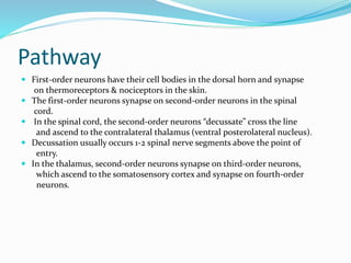 Pathway
 First-order neurons have their cell bodies in the dorsal horn and synapse
on thermoreceptors & nociceptors in the skin.
 The first-order neurons synapse on second-order neurons in the spinal
cord.
 In the spinal cord, the second-order neurons “decussate” cross the line
and ascend to the contralateral thalamus (ventral posterolateral nucleus).
 Decussation usually occurs 1-2 spinal nerve segments above the point of
entry.
 In the thalamus, second-order neurons synapse on third-order neurons,
which ascend to the somatosensory cortex and synapse on fourth-order
neurons.
 