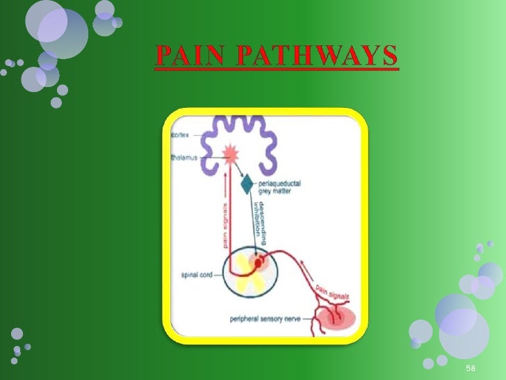 Pain and pain pathways Biology Diagrams