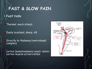 seminar presentation of pain and pain pathways | PPT