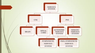 NERVOUS
SYSTEM
CNS
BRAIN
SPINAL
CORD
PNS
AUTONOMIC
NERVOUS
SYSTEM
SYMPATHETIC
NERVOUS
SYSTEM
PARA SYMPATHETIC
NERVOUS
SYSTEM
SOMATIC
NERVOUS
SYSTEM
 