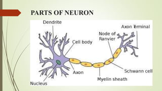 PARTS OF NEURON
 