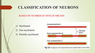 CLASSIFICATION OF NEURONS
BASED ON NUMBER OF MYELIN SHEATH
1) Myelinated
2) Non myelinated
3) Partially myelinated
 