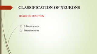 CLASSIFICATION OF NEURONS
BASED ON FUNCTION
1) Afferent neuron
2) Efferent neuron
 