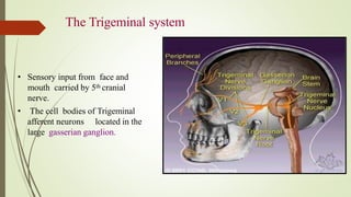The Trigeminal system
• Sensory input from face and
mouth carried by 5th cranial
nerve.
• The cell bodies of Trigeminal
afferent neurons located in the
large gasserian ganglion.
 