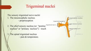 Trigeminal nuclei
The sensory trigeminal nerve nuclei
1. The mesencephalic nucleus
- proprioception
2. The chief sensory nucleus (or "pontine
nucleus" or "primary nucleus") – touch
3. The spinal trigeminal nucleus
– pain & temperature.
 