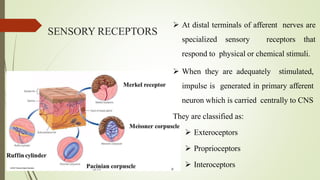 SENSORY RECEPTORS
 At distal terminals of afferent nerves are
specialized sensory receptors that
respond to physical or chemical stimuli.
 When they are adequately stimulated,
impulse is generated in primary afferent
neuron which is carried centrally to CNS
They are classified as:
 Exteroceptors
 Proprioceptors
 Interoceptors
 