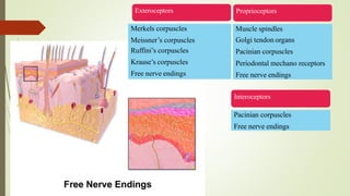 Exteroceptors
Merkels corpuscles
Meissner’s corpuscles
Ruffini’s corpuscles
Krause’s corpuscles
Free nerve endings
Proprioceptors
Muscle spindles
Golgi tendon organs
Pacinian corpuscles
Periodontal mechano receptors
Free nerve endings
Interoceptors
Pacinian corpuscles
Free nerve endings
 