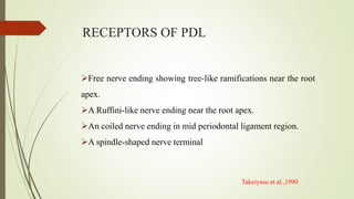 Free nerve ending showing tree-like ramifications near the root
apex.
A Ruffini-like nerve ending near the root apex.
An coiled nerve ending in mid periodontal ligament region.
A spindle-shaped nerve terminal
RECEPTORS OF PDL
Takeiyasu et al.,1990
 