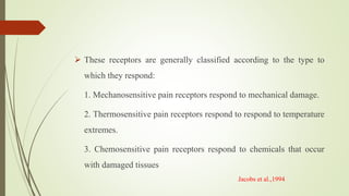  These receptors are generally classified according to the type to
which they respond:
1. Mechanosensitive pain receptors respond to mechanical damage.
2. Thermosensitive pain receptors respond to respond to temperature
extremes.
3. Chemosensitive pain receptors respond to chemicals that occur
with damaged tissues
Jacobs et al.,1994
 