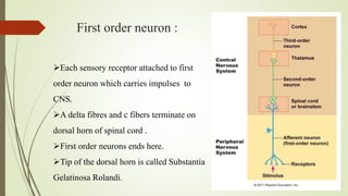 First order neuron :
Each sensory receptor attached to first
order neuron which carries impulses to
CNS.
A delta fibres and c fibers terminate on
dorsal horn of spinal cord .
First order neurons ends here.
Tip of the dorsal horn is called Substantia
Gelatinosa Rolandi.
 