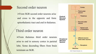 Second order neuron
From SGR second order neurons arise
and cross to the opposite and form
spinothalamic tract and end in thalamus.
From thalamus third order neurons
arise to end in sensory cortex in parietal
lobe. Some decending fibers from brain
terminate an SGR.
Third order neuron
 