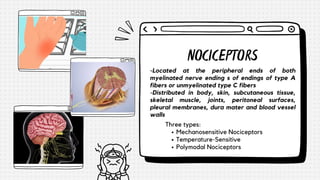 -Located at the peripheral ends of both
myelinated nerve ending s of endings of type A
fibers or unmyelinated type C fibers
-Distributed in body, skin, subcutaneous tissue,
skeletal muscle, joints, peritoneal surfaces,
pleural membranes, dura mater and blood vessel
walls
NOCICEPTORS
Mechanosensitive Nociceptors
Temperature-Sensitive
Polymodal Nociceptors
Three types:
 