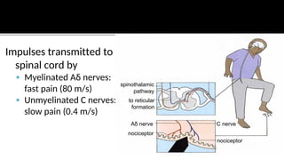 Comprehensive Overview of Pain Control Systems and Mechanisms | PDF