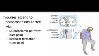 Cortex Fast Ingwe Comprehensive Overview of Pain Control Systems and Mechanisms | PDF