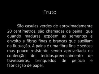Fruto
São casulas verdes de aproximadamente
20 centímetros, são chamadas de paina que
quando maduras expõem as sementes e
envolto a fibras finas e brancas que auxiliam
na flutuação. A paina é uma fibra fina e sedosa
mas pouco resistente sendo aproveitada na
confecção de tecidos,preenchimento de
travesseiros, brinquedos de pelúcia e
fabricação de papel.

 