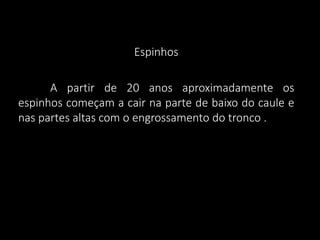 Espinhos
A partir de 20 anos aproximadamente os
espinhos começam a cair na parte de baixo do caule e
nas partes altas com o engrossamento do tronco .

 