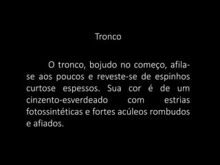 Tronco
O tronco, bojudo no começo, afilase aos poucos e reveste-se de espinhos
curtose espessos. Sua cor é de um
cinzento-esverdeado
com
estrias
fotossintéticas e fortes acúleos rombudos
e afiados.

 