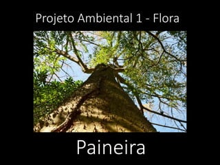 Projeto Ambiental 1 - Flora

Paineira

 