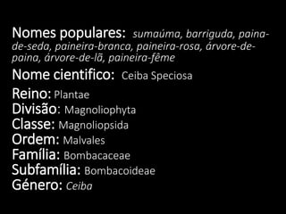 Nomes populares:

sumaúma, barriguda, painade-seda, paineira-branca, paineira-rosa, árvore-depaina, árvore-de-lã, paineira-fême

Nome cientifico: Ceiba Speciosa
Reino: Plantae
Divisão: Magnoliophyta
Classe: Magnoliopsida
Ordem: Malvales
Família: Bombacaceae
Subfamília: Bombacoideae
Género: Ceiba

 