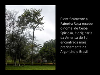 Cientificamente a
Paineira Rosa recebe
o nome de Ceiba
Spiciosa, é originaria
da America do Sul
encontrada mais
precisamente na
Argentina e Brasil

 