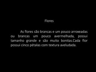 Flores
As flores são brancas e um pouco arroxeadas
ou brancas um pouco avermelhada, possui
tamanho grande e são muito bonitas.Cada flor
possui cinco pétalas com textura aveludada.

 