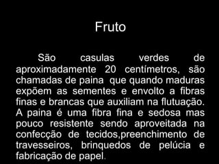 Fruto
São
casulas
verdes
de
aproximadamente 20 centímetros, são
chamadas de paina que quando maduras
expõem as sementes e envolto a fibras
finas e brancas que auxiliam na flutuação.
A paina é uma fibra fina e sedosa mas
pouco resistente sendo aproveitada na
confecção de tecidos,preenchimento de
travesseiros, brinquedos de pelúcia e
fabricação de papel.

 