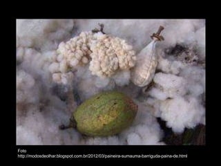 Foto
http://modosdeolhar.blogspot.com.br/2012/03/paineira-sumauma-barriguda-paina-de.html

 