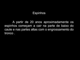 Espinhos
A partir de 20 anos aproximadamente os
espinhos começam a cair na parte de baixo do
caule e nas partes altas com o engrossamento do
tronco .

 