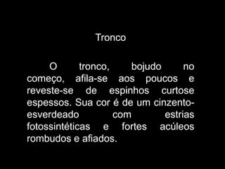 Tronco
O
tronco,
bojudo
no
começo, afila-se aos poucos e
reveste-se de espinhos curtose
espessos. Sua cor é de um cinzentoesverdeado
com
estrias
fotossintéticas e fortes acúleos
rombudos e afiados.

 