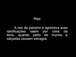 Raiz

A raiz da paineira é agressiva suas
ramificações saem por cima da
terra, quando perto de murros e
calçadas causam estragos.

 