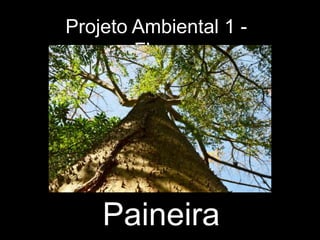 Projeto Ambiental 1 Flora

Paineira

 