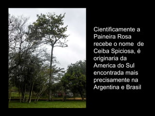 Cientificamente a
Paineira Rosa
recebe o nome de
Ceiba Spiciosa, é
originaria da
America do Sul
encontrada mais
precisamente na
Argentina e Brasil

 