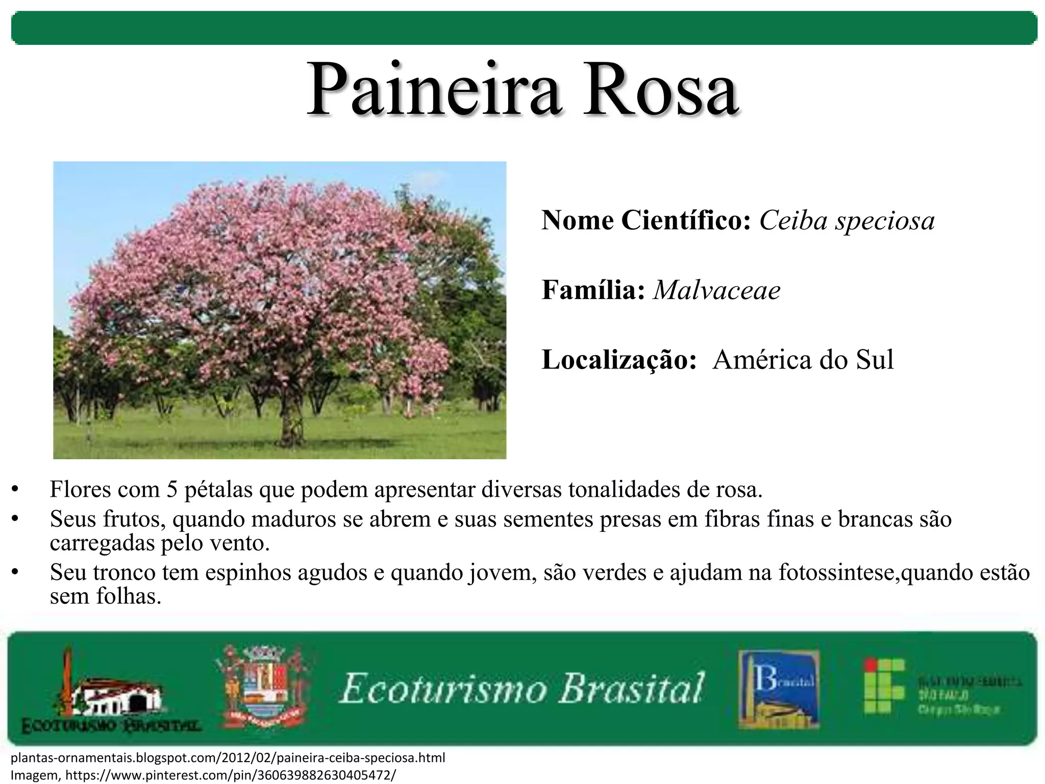 • Flores com 5 pétalas que podem apresentar diversas tonalidades de rosa.
• Seus frutos, quando maduros se abrem e suas sementes presas em fibras finas e brancas são
carregadas pelo vento.
• Seu tronco tem espinhos agudos e quando jovem, são verdes e ajudam na fotossintese,quando estão
sem folhas.
Nome Científico: Ceiba speciosa
Família: Malvaceae
Localização: América do Sul
plantas-ornamentais.blogspot.com/2012/02/paineira-ceiba-speciosa.html
Imagem, https://www.pinterest.com/pin/360639882630405472/
Paineira Rosa
